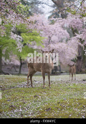 Deer in Nara Park among the cherry blossom. Nara, Japan Stock Photo