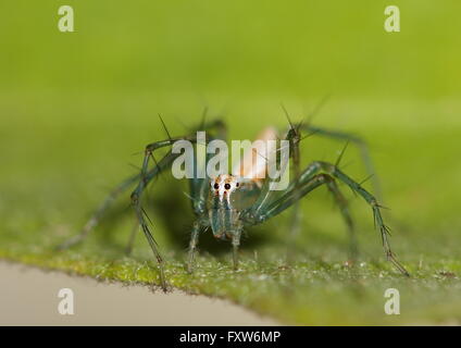 Female lynx spider. Oxyopidae. getting ready to jump off the edge of a leaf. Stock Photo