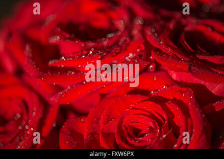 Macro photo of a rose with water droplets Stock Photo - Alamy