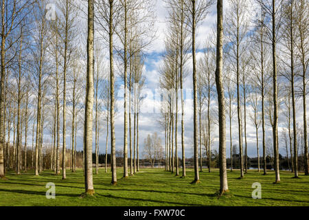 Birch plantation growing in symmetrical rows on the edge of a lake Stock Photo