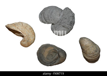 Devil's Toenail Fossil Gryphaea Stock Photo