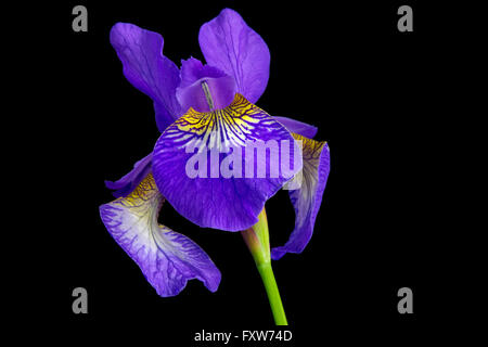 Single iris versicolor or blue flag on black background Stock Photo