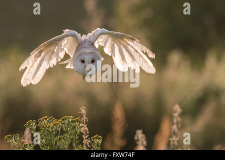 Barn Owl flying over English countryside. Stock Photo