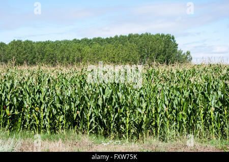 Poplar groves and cornfields in the plain of the River Esla, in Leon Province, Spain Stock Photo