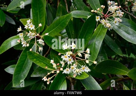 Winters bark tree flowers Drimys winter or Winter cinnamon Pembrokeshire Wales Stock Photo