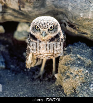 The big bright eyes of a Burrowing Owl (Ahene cunicularia) look out for predators as this ground-nesting bird emerges from its home at the Living Desert Zoo & Gardens in Palm Desert, California, USA. The small, long-legged owl leaves its burrow during the day to hunt on the ground for insects, rodents and other small prey. Stock Photo