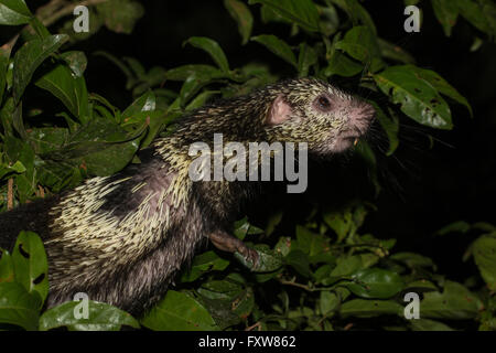 Mexican hairy porcupine climbing in a tree - Sphiggurus mexicanus Stock Photo