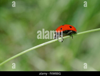 close up of ladybug sitting on blade Stock Photo