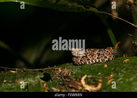 Juvenile terciopelo coiled on a leaf - Bothrops asper Stock Photo