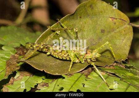 Interesting camouflaged katydid
