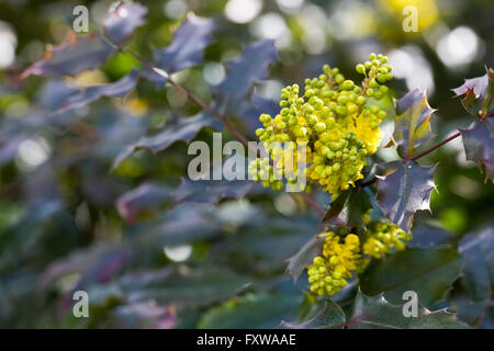 Mahonia x wagneri 'Undulata' flowers. Stock Photo