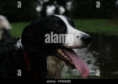 wet border collie dog plays in water Stock Photo