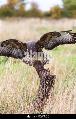 Wild buzzard bird of prey landing on an old tree branch in the countryside looking and hunting for prey Stock Photo