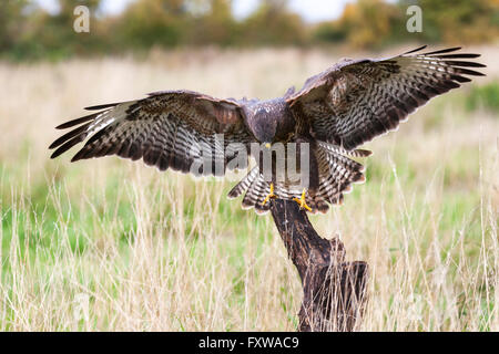 Wild buzzard bird of prey  landing on old tree branch in the countryside looking and hunting for prey Stock Photo