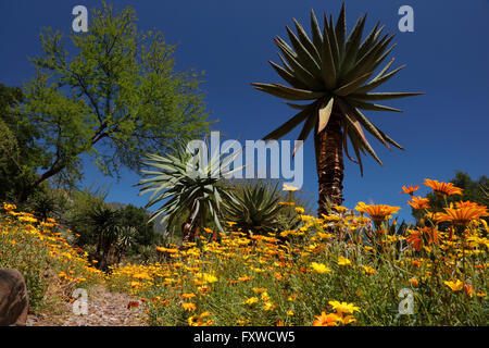 Springtime bloom in California at Taft Botanical Gardens, Ojai CA Stock Photo