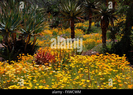 Springtime bloom in California at Taft Botanical Gardens, Ojai CA Stock Photo