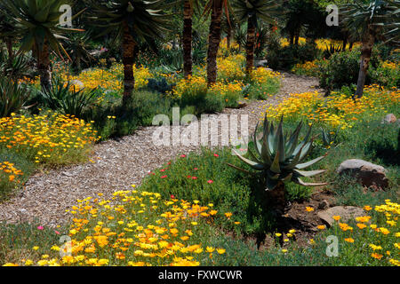 Springtime bloom in California at Taft Botanical Gardens, Ojai CA Stock Photo