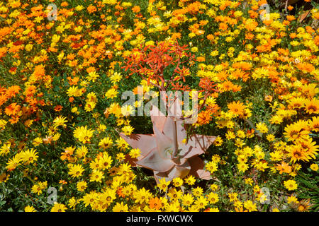 Springtime bloom in California at Taft Botanical Gardens, Ojai CA Stock Photo