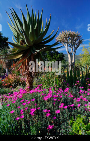 Springtime bloom in California at Taft Botanical Gardens, Ojai CA Stock Photo