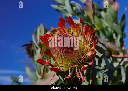 Springtime bloom in California at Taft Botanical Gardens, Ojai CA Stock Photo