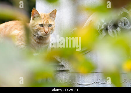 Ginger tabby cat sitting behind out of focus green leaves Stock Photo