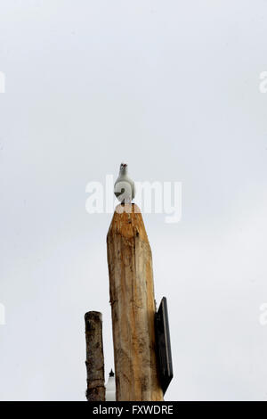 seagull sitting on a pole Stock Photo