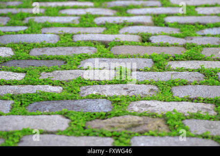 Old cobblestone path with some green grass. Stock Photo