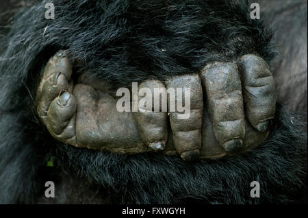 close up of a gorillas hand holding its foot. Mountain gorilla from the Hirwa group in the Volcanoes National Park Rwanda Stock Photo