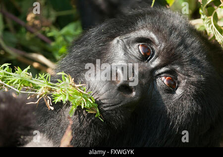 close up shot of one mountain gorilla from the Hirwa group eating. Volcanoes National Park, Rwanda Stock Photo