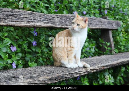 Cat sitting on a bench Stock Photo