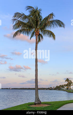 A palm tree at sunset in Florida. Stock Photo