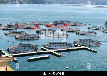 fish farming in La Spezia, Italy Stock Photo