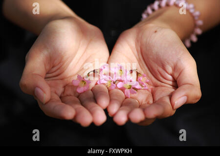 Bintan, Riau Islands, Indonesia. 17th Apr, 2016. BINTAN, INDONESIA - APRIL 17 : The cherry blossoms bloom at Kijang district on April 17, 2016 in Bintan Island, Indonesia. Sakura trees are planted Tanaka in 1942 working in Furukawa Co Ltd in Kijang during World War II. © Sijori Images/ZUMA Wire/Alamy Live News Stock Photo