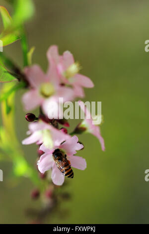 Bintan, Riau Islands, Indonesia. 17th Apr, 2016. BINTAN, INDONESIA - APRIL 17 : The cherry blossoms bloom at Kijang district on April 17, 2016 in Bintan Island, Indonesia. Sakura trees are planted Tanaka in 1942 working in Furukawa Co Ltd in Kijang during World War II. © Sijori Images/ZUMA Wire/Alamy Live News Stock Photo