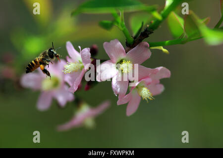 Bintan, Riau Islands, Indonesia. 17th Apr, 2016. BINTAN, INDONESIA - APRIL 17 : The cherry blossoms bloom at Kijang district on April 17, 2016 in Bintan Island, Indonesia. Sakura trees are planted Tanaka in 1942 working in Furukawa Co Ltd in Kijang during World War II. © Sijori Images/ZUMA Wire/Alamy Live News Stock Photo