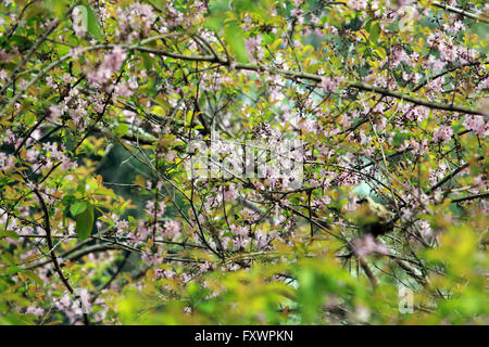 Bintan, Riau Islands, Indonesia. 17th Apr, 2016. BINTAN, INDONESIA - APRIL 17 : The cherry blossoms bloom at Kijang district on April 17, 2016 in Bintan Island, Indonesia. Sakura trees are planted Tanaka in 1942 working in Furukawa Co Ltd in Kijang during World War II. © Sijori Images/ZUMA Wire/Alamy Live News Stock Photo