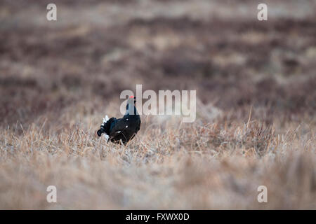Male Black Grouse (Tetrao tetrix) displaying, Highlands, Kinloch Rannoch, Perth & Kinross, Scotland, UK Stock Photo
