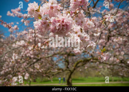 London, UK. 19th April, 2016. Beautiful cherry tree blossom in London Credit:  ZUMA Press, Inc./Alamy Live News Stock Photo