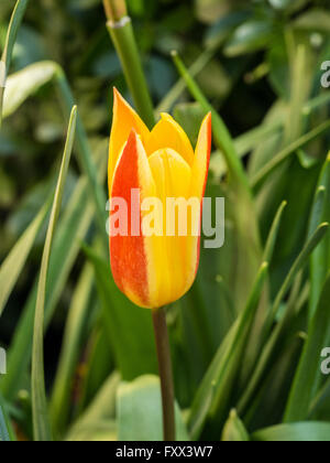 Tulipa kaufmanniana 'Guiseppe Verdi' flower Stock Photo