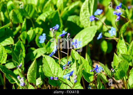 Omphalodes verna, the creeping navelwort or blue-eyed Mary, here in full bloom in early spring with its fine blue flowers. Stock Photo