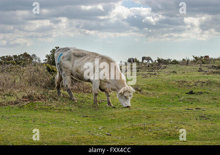 new forest animals right to roam freely across the forest Stock Photo