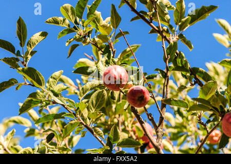 Apple in India Stock Photo