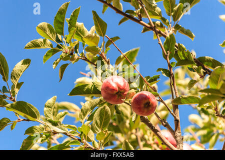 Apple in India Stock Photo