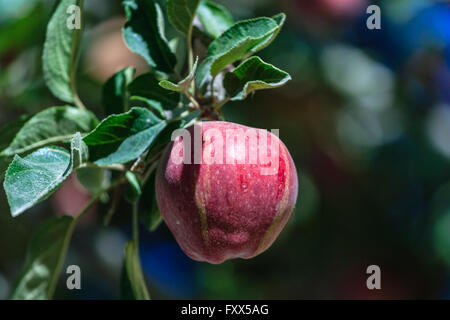 Apple in India Stock Photo