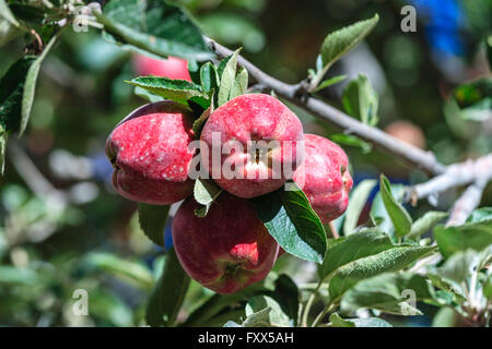 Apple in India Stock Photo