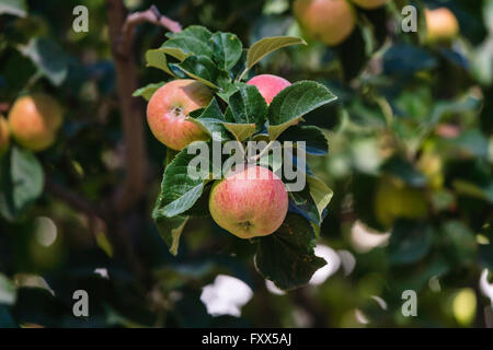 Apple in India Stock Photo