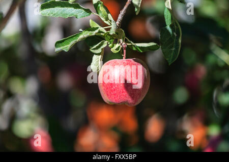 Apple in India Stock Photo