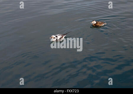 Long-tailed ducks (Clangula hyemalis) in Toronto harbour on Lake Ontario, Canada Stock Photo