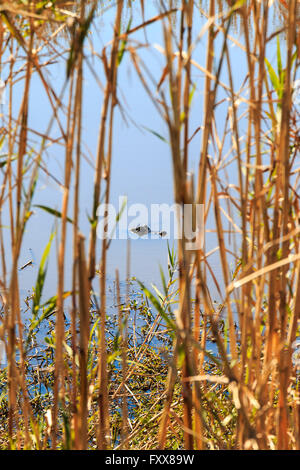 Small alligator (Alligator mississippiensis) swims in marsh near Lake Charles, LA. Stock Photo