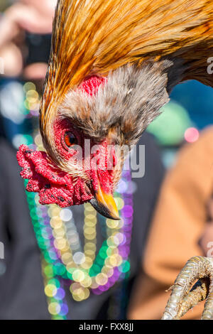 One of roosters chased during Mardi Gras Chicken Run during Lake Charles family friendly Mardi Gras.